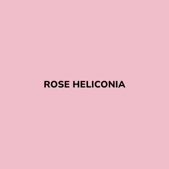 Bombe de peinture sans odeur Rose HELICONIA - BE MORPHO